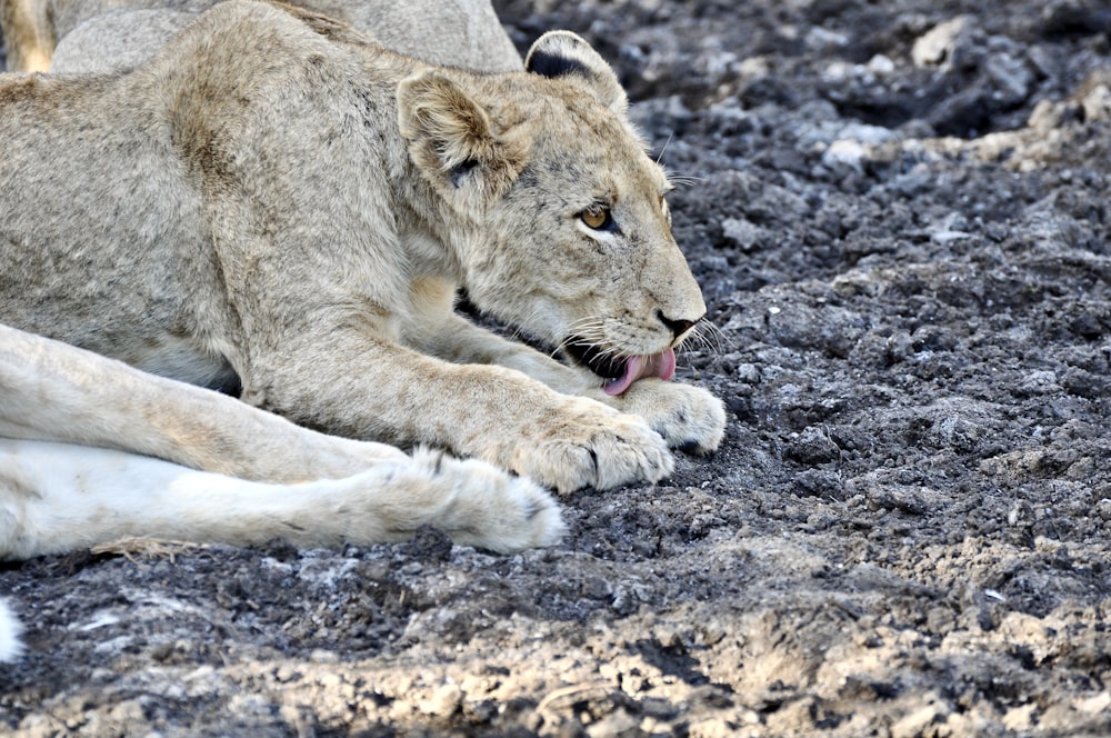 brown lioness lying on ground during daytime