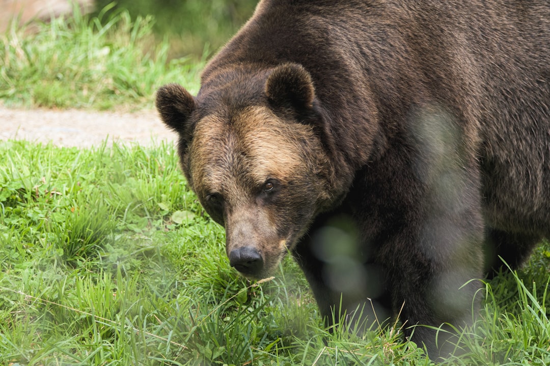 brown bear on green grass during daytime