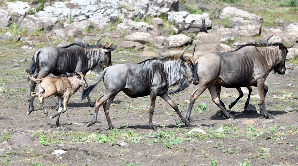 herd of horses on brown field during daytime