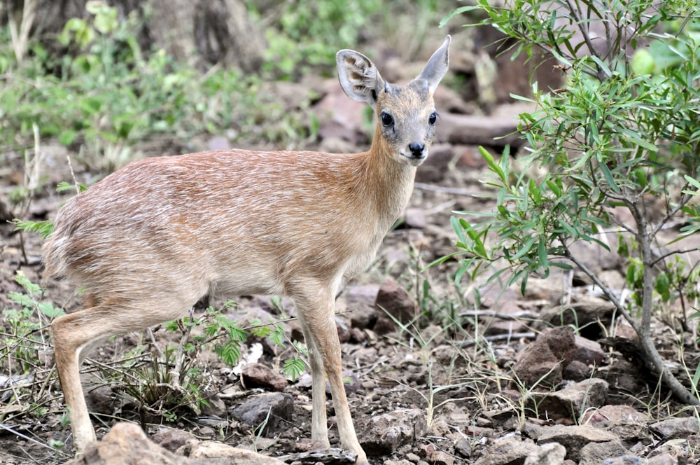 brown deer on brown grass during daytime