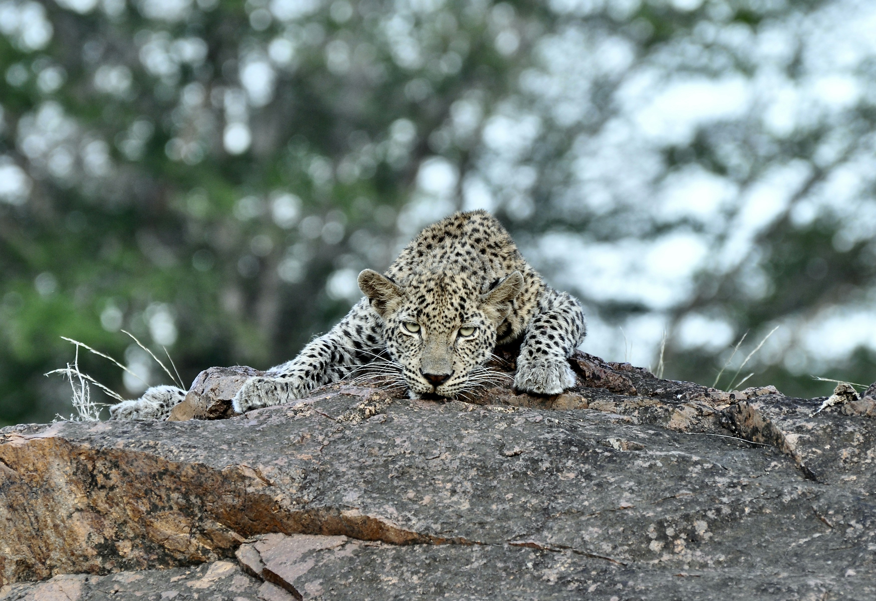 The Mysterious Mating Ritual (image credits: unsplash)