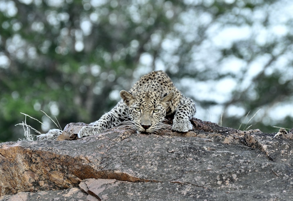 leopard lying on brown rock during daytime