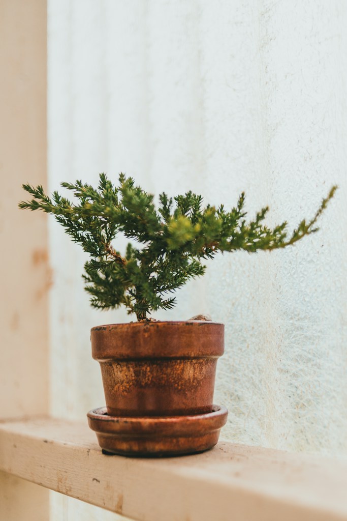Green Plant Hanger