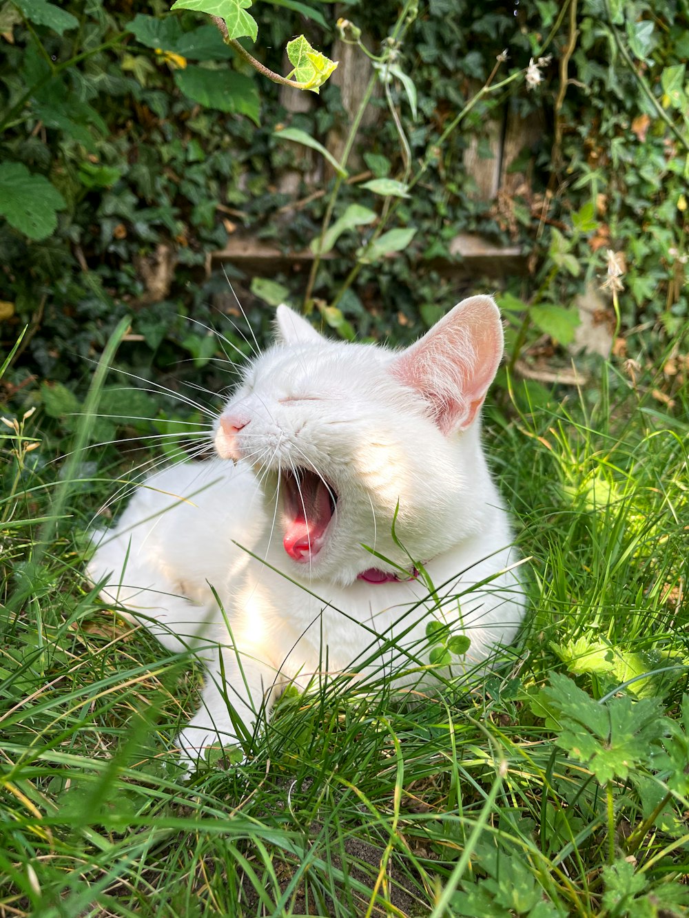 white cat on green grass during daytime