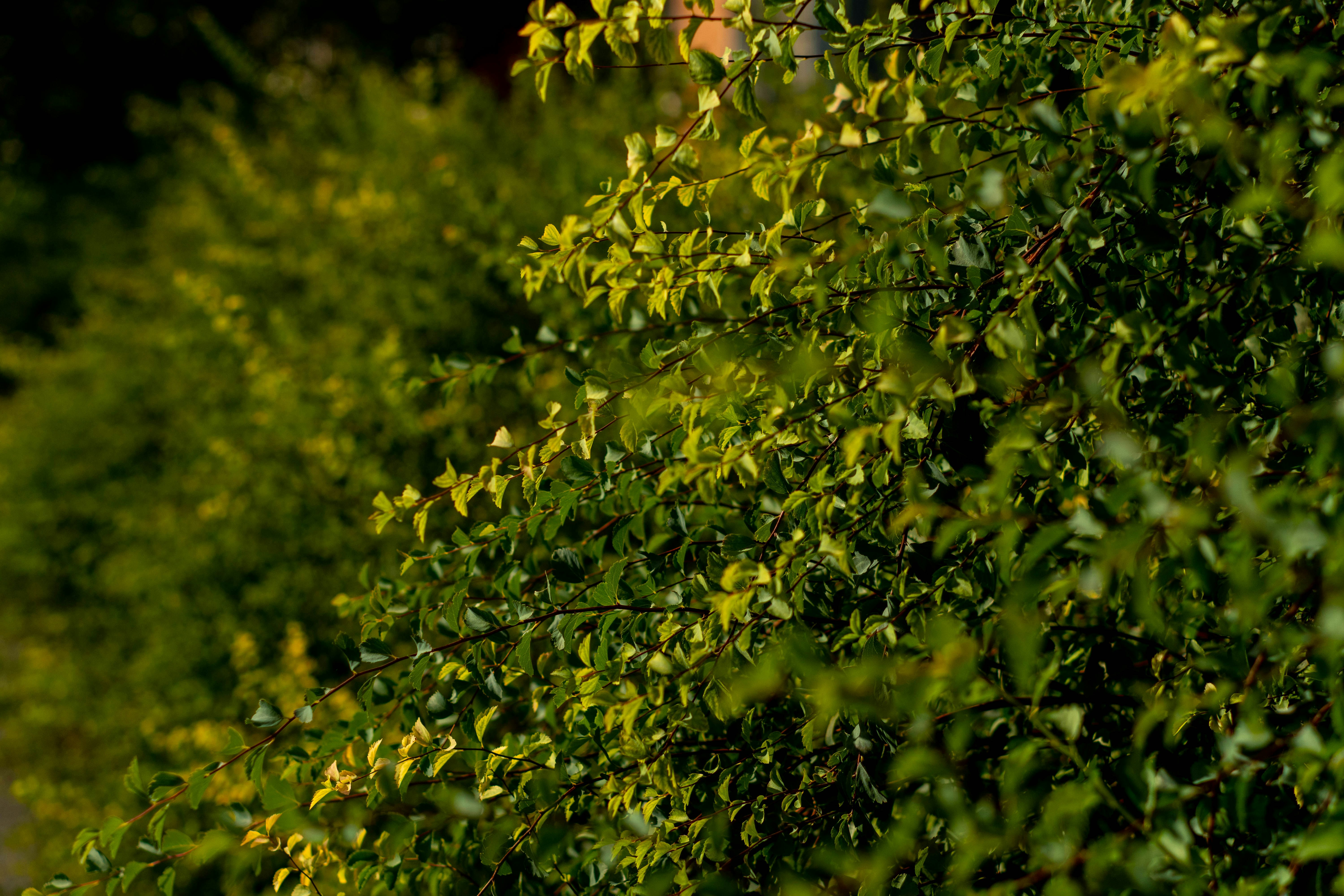 Photo by lostillusion