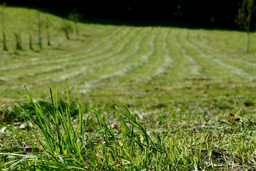 Champ d’herbe verte pendant la journée