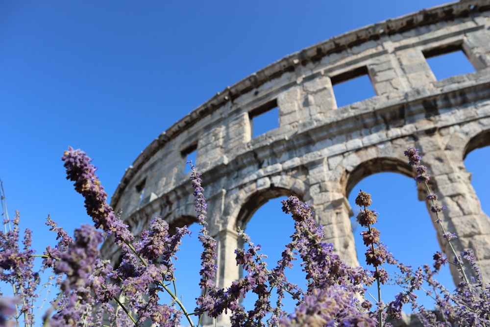 purple flowers near brown concrete building during daytime