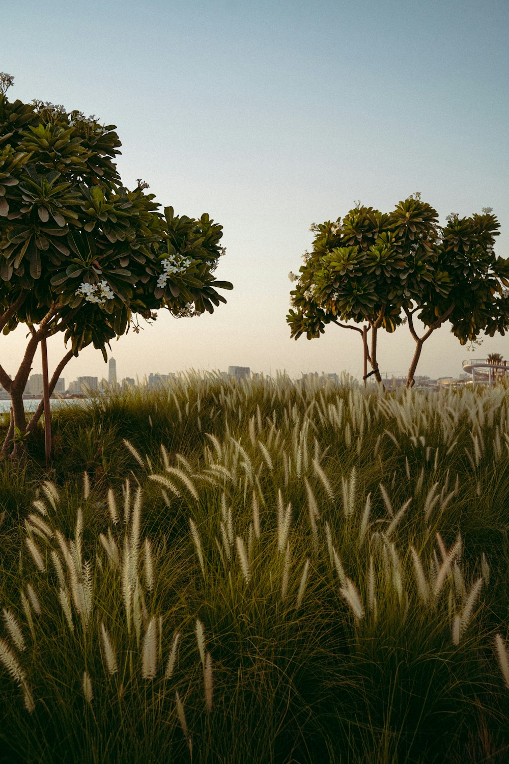 green tree on green grass field during daytime