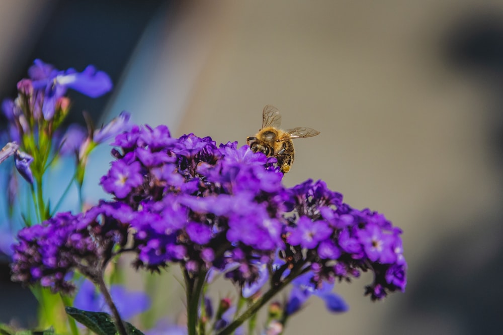 fleur violette dans l’objectif macro