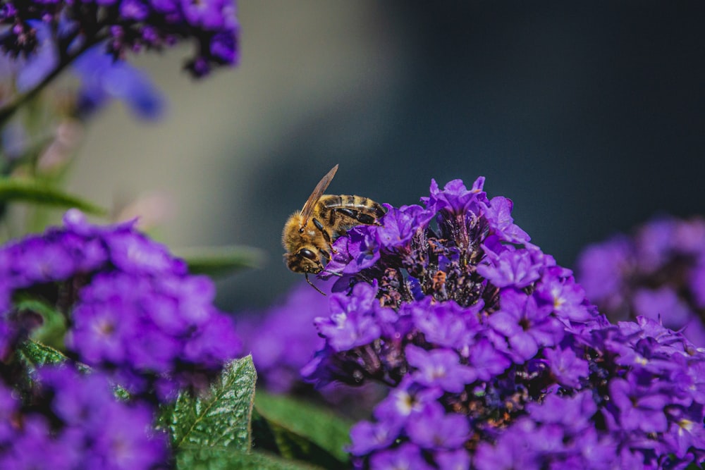 brown and black bee on purple flower