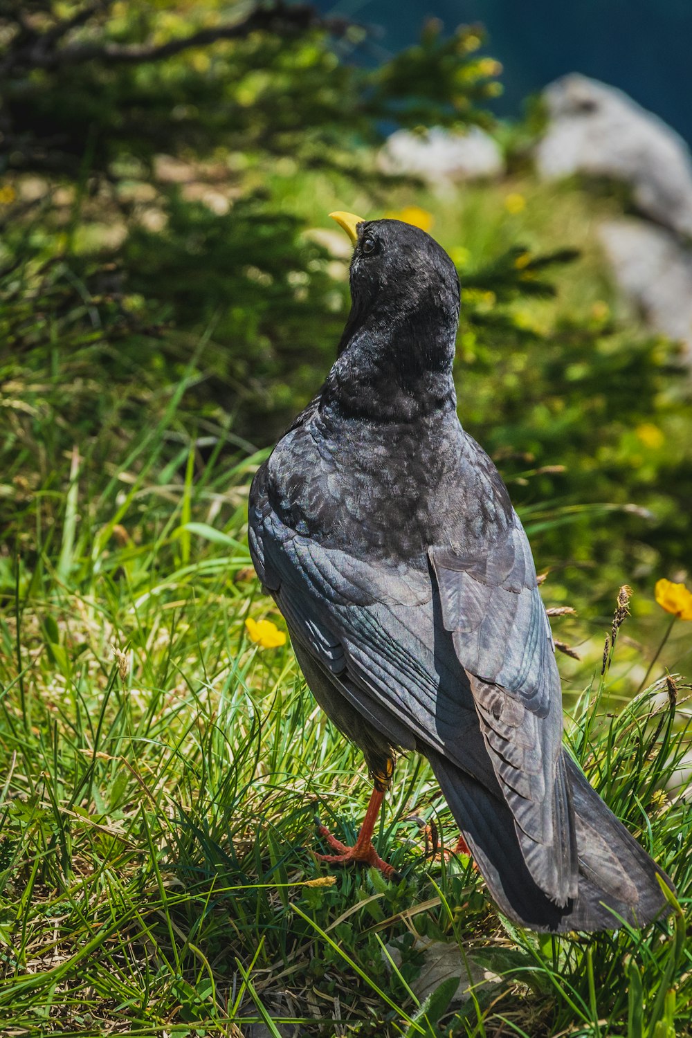 black and gray bird on green grass during daytime