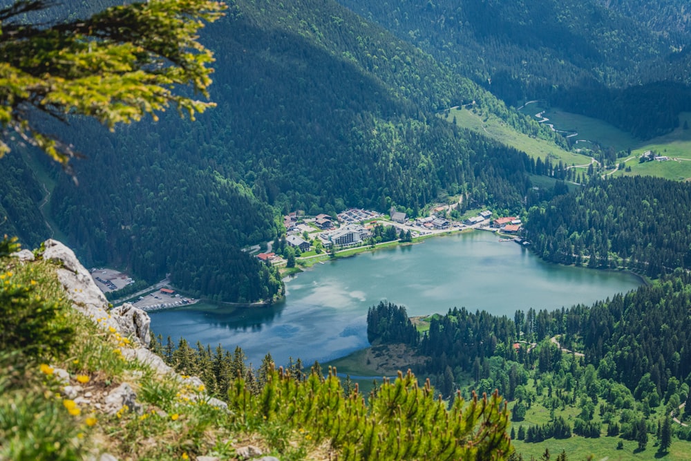 green trees near lake during daytime