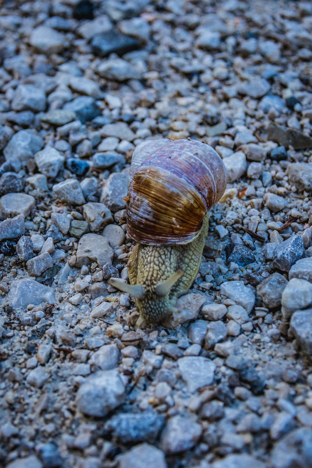 brown snail on gray and brown pebbles