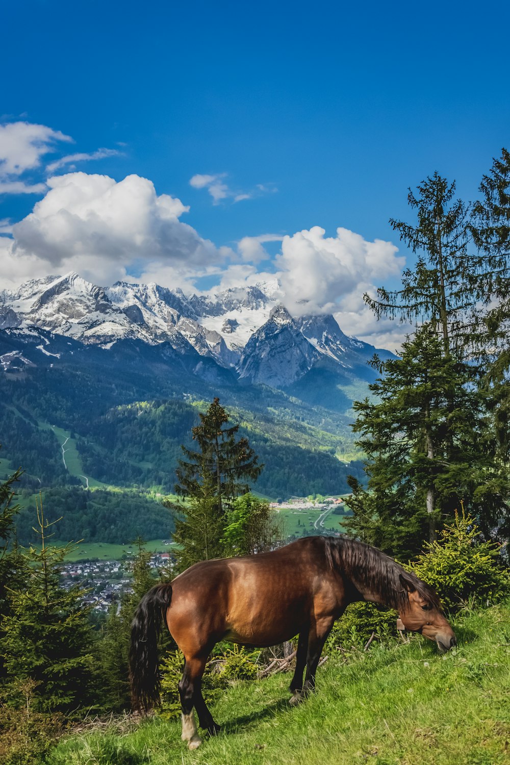 brown horse on green grass field near green trees and snow covered mountains during daytime