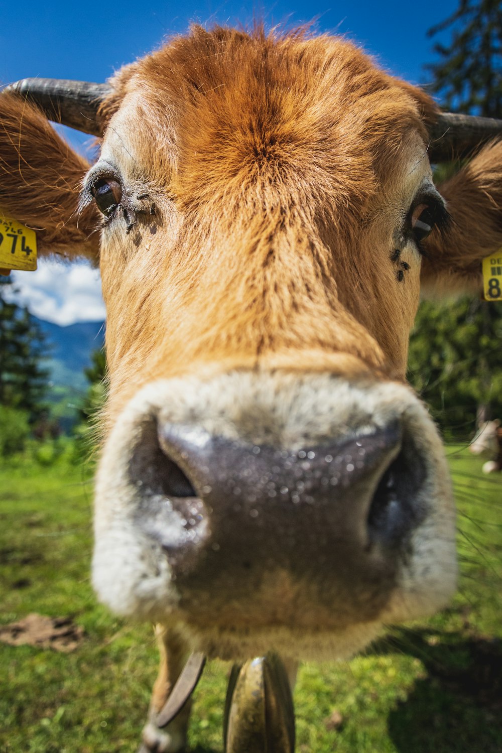 brown cow on green grass field during daytime