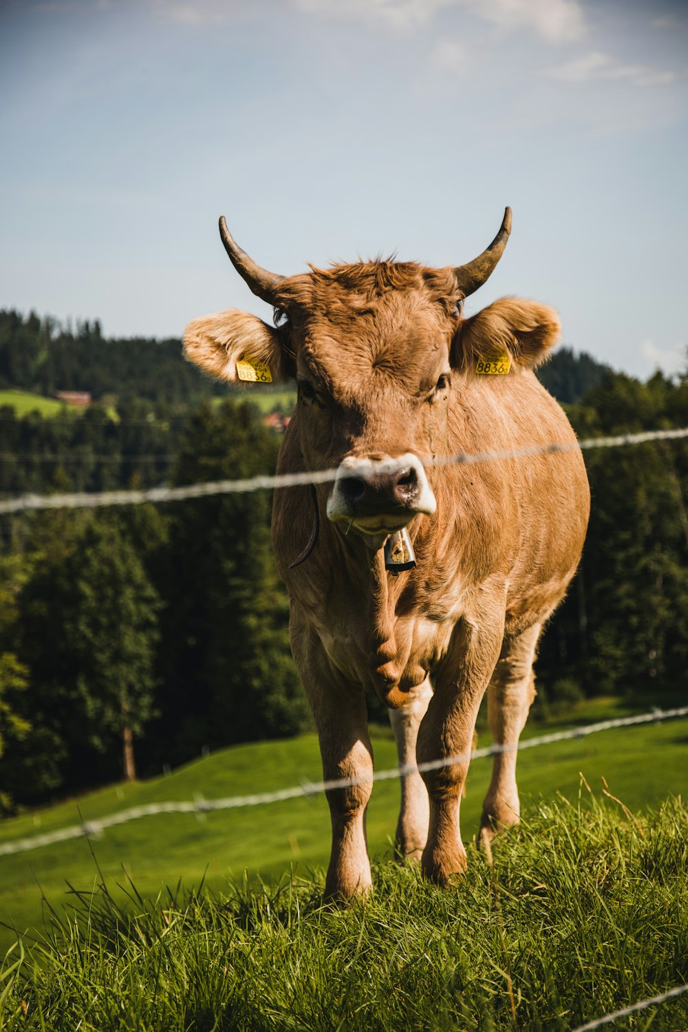 brown cow on green grass field during daytime