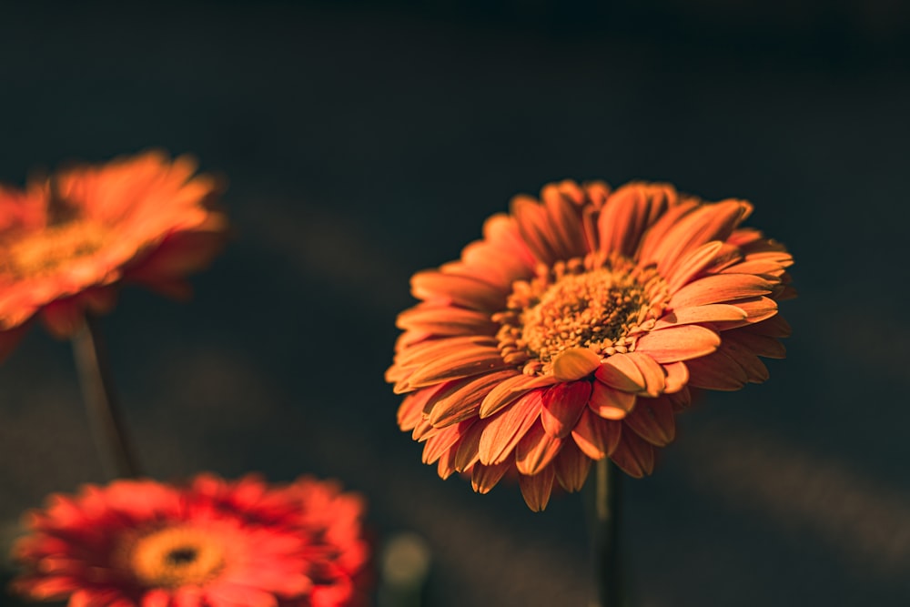 orange flower in tilt shift lens