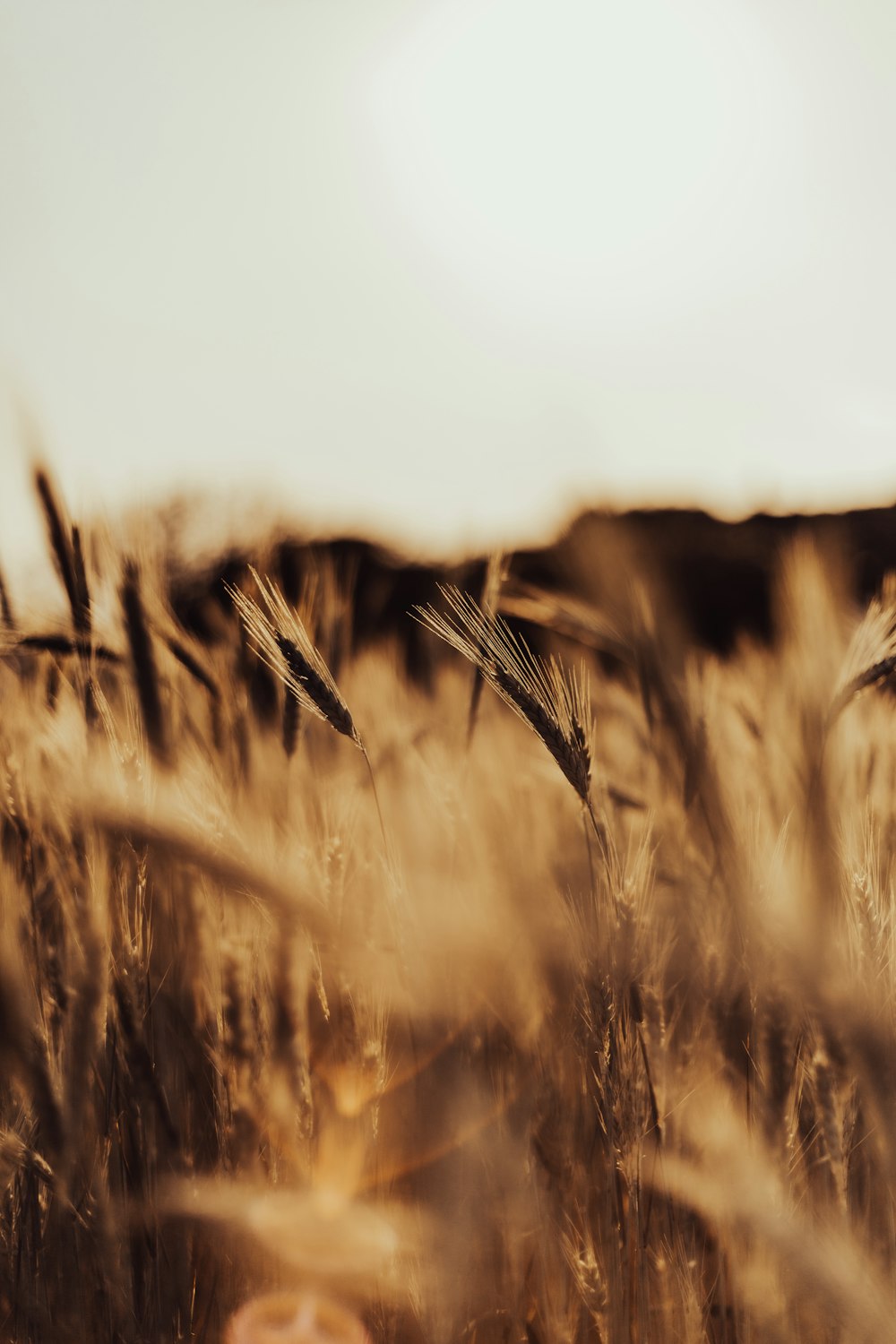 brown wheat field during daytime