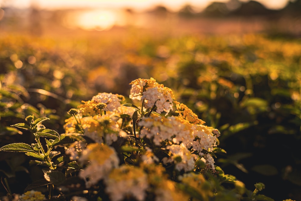 yellow flowers in tilt shift lens