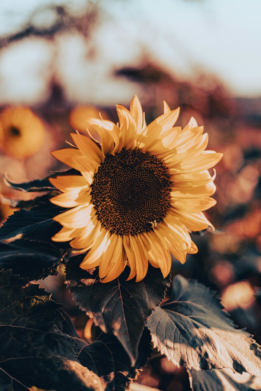 yellow sunflower in tilt shift lens