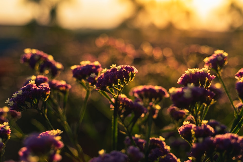 昼間の紫色の花畑