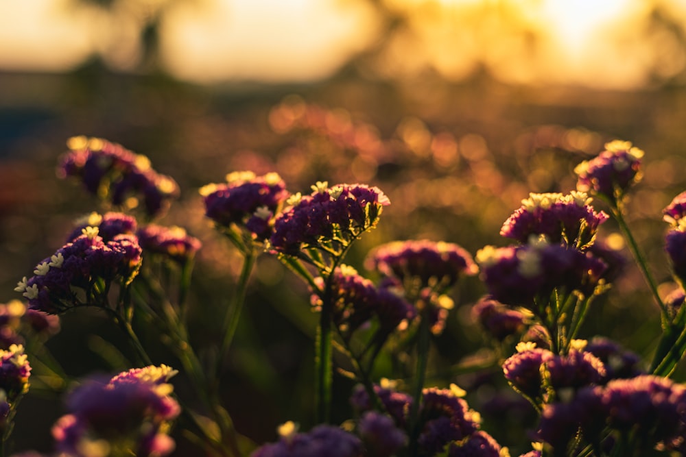 purple flower field during daytime