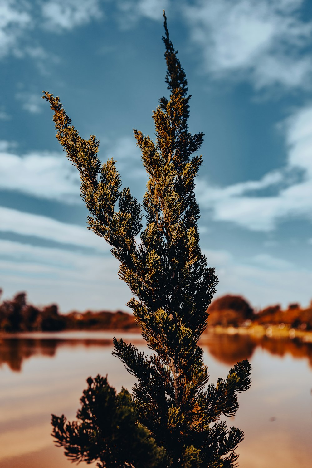 brown plant near body of water during daytime