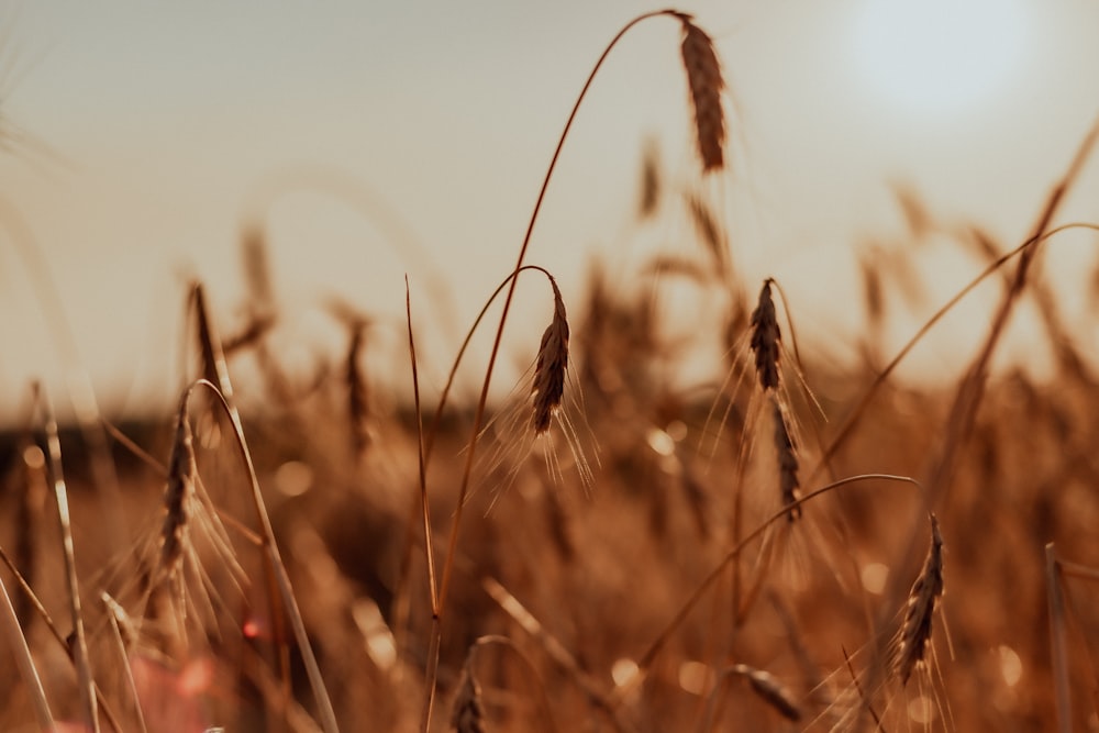 brown wheat field during daytime