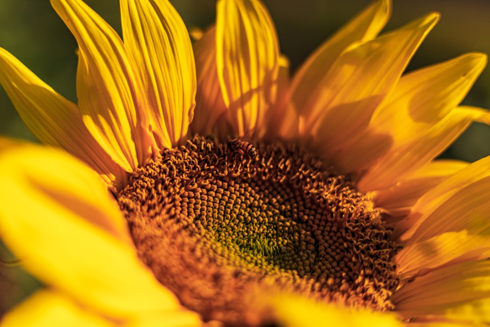 yellow sunflower in close up photography