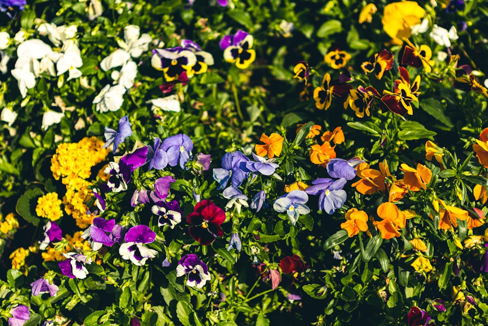 purple and yellow flowers in bloom during daytime