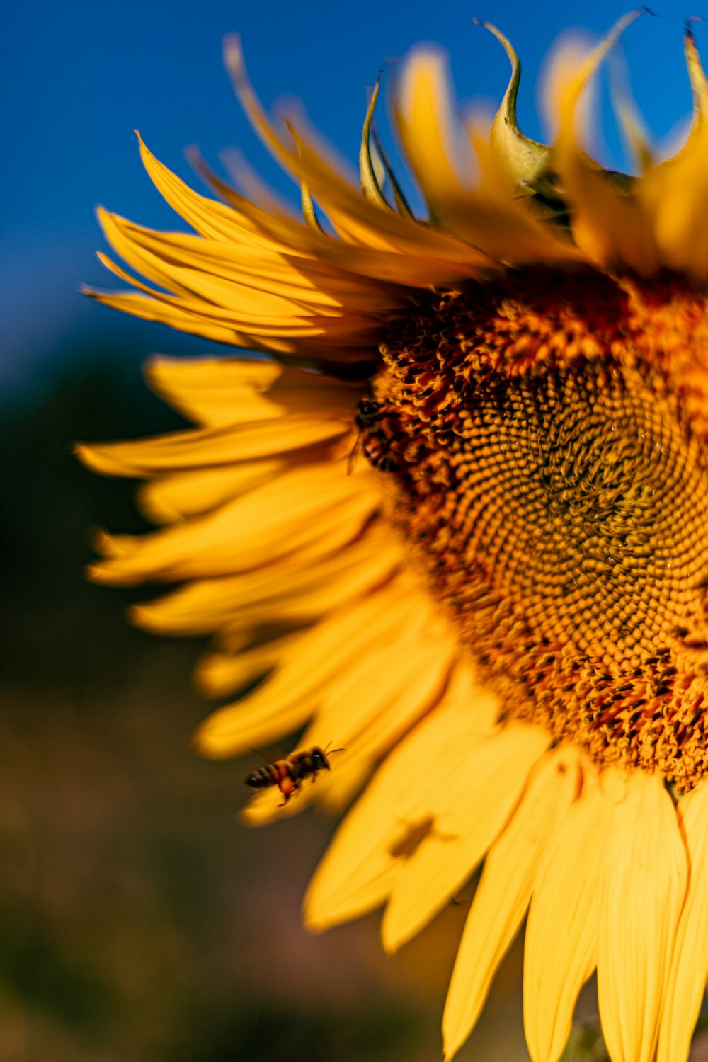 yellow sunflower in tilt shift lens