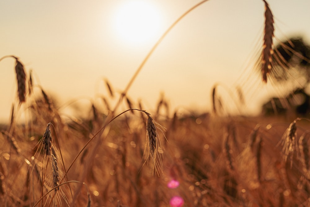 brown wheat field during daytime