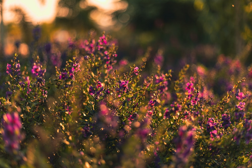 purple flowers in tilt shift lens