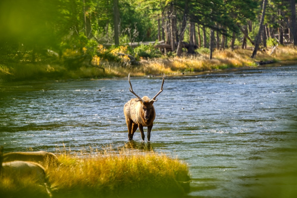 brown animal on water during daytime