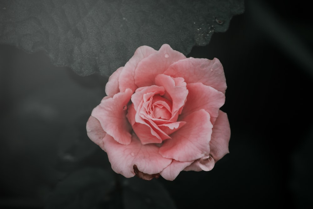 pink rose in bloom close up photo