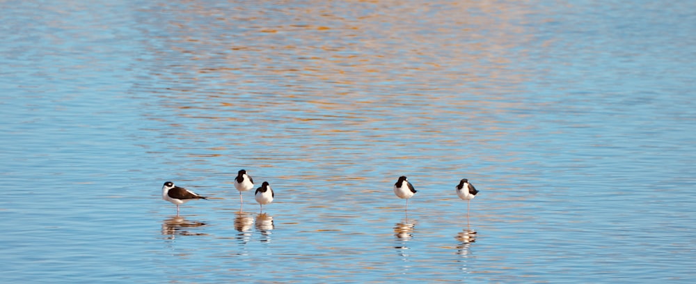 낮 동안 물 위에 있는 흰색과 검은색 새