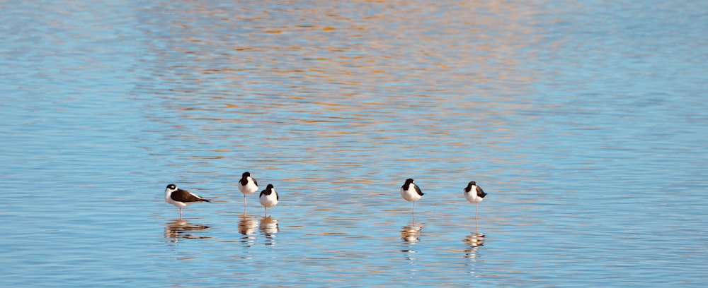 white and black birds on water during daytime