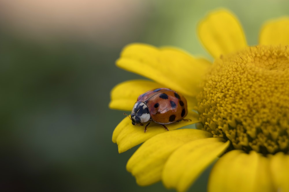 Mariquita marrón y negra en flor amarilla