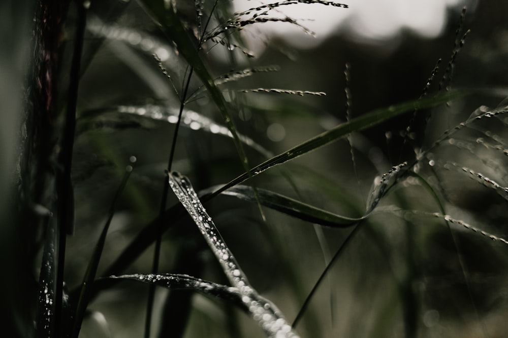 water droplets on green grass