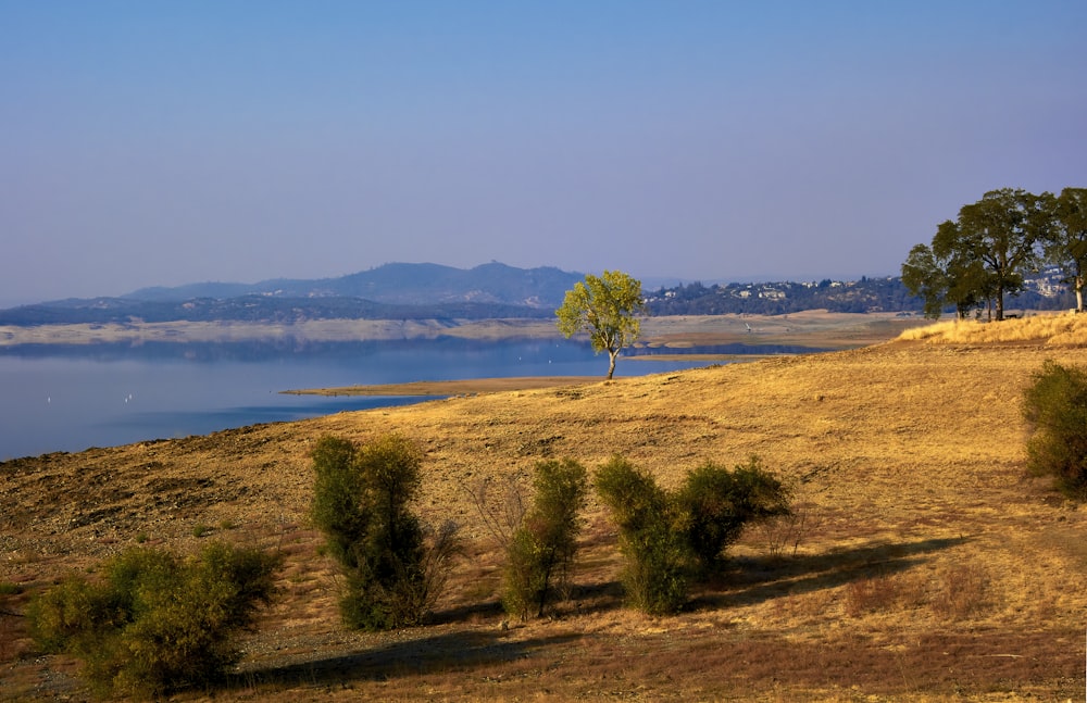 green tree on brown field near body of water during daytime