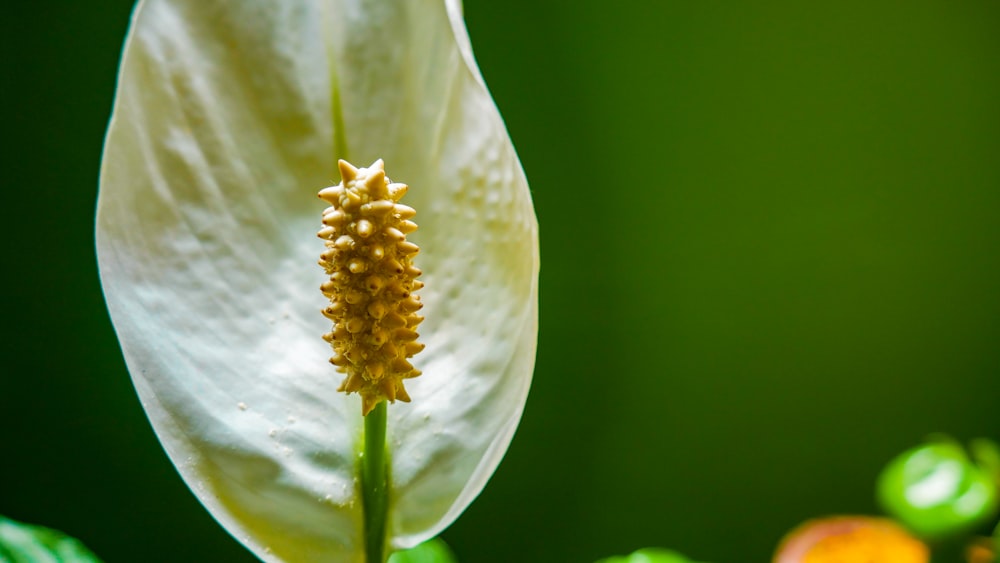 white flower with green leaves