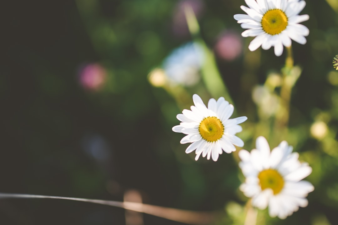 white and yellow daisy in bloom during daytime