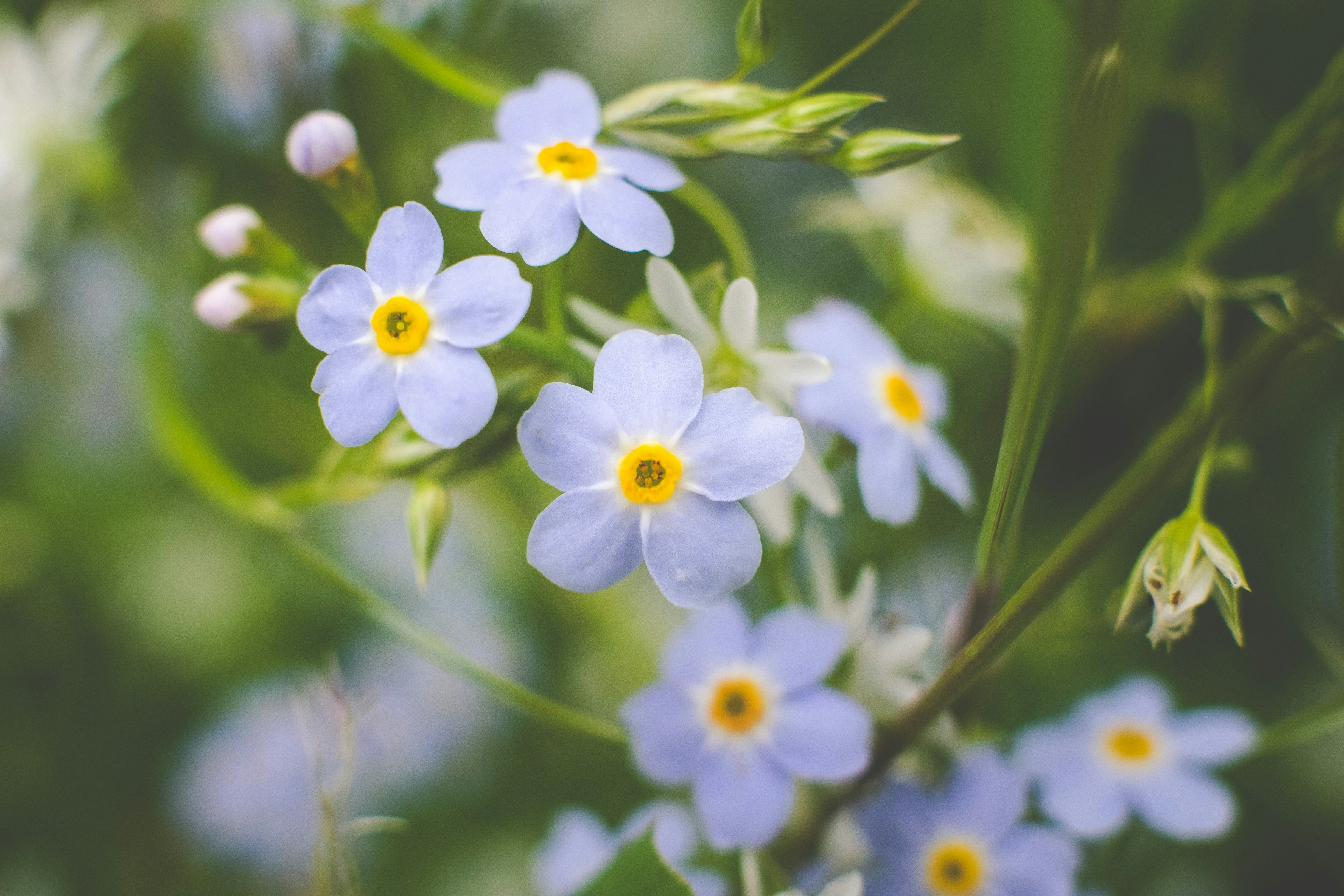 Photo by porkbellysteve