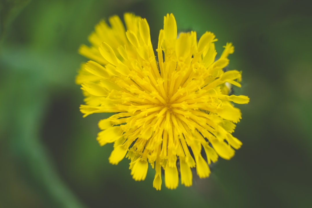 yellow dandelion in close up photography
