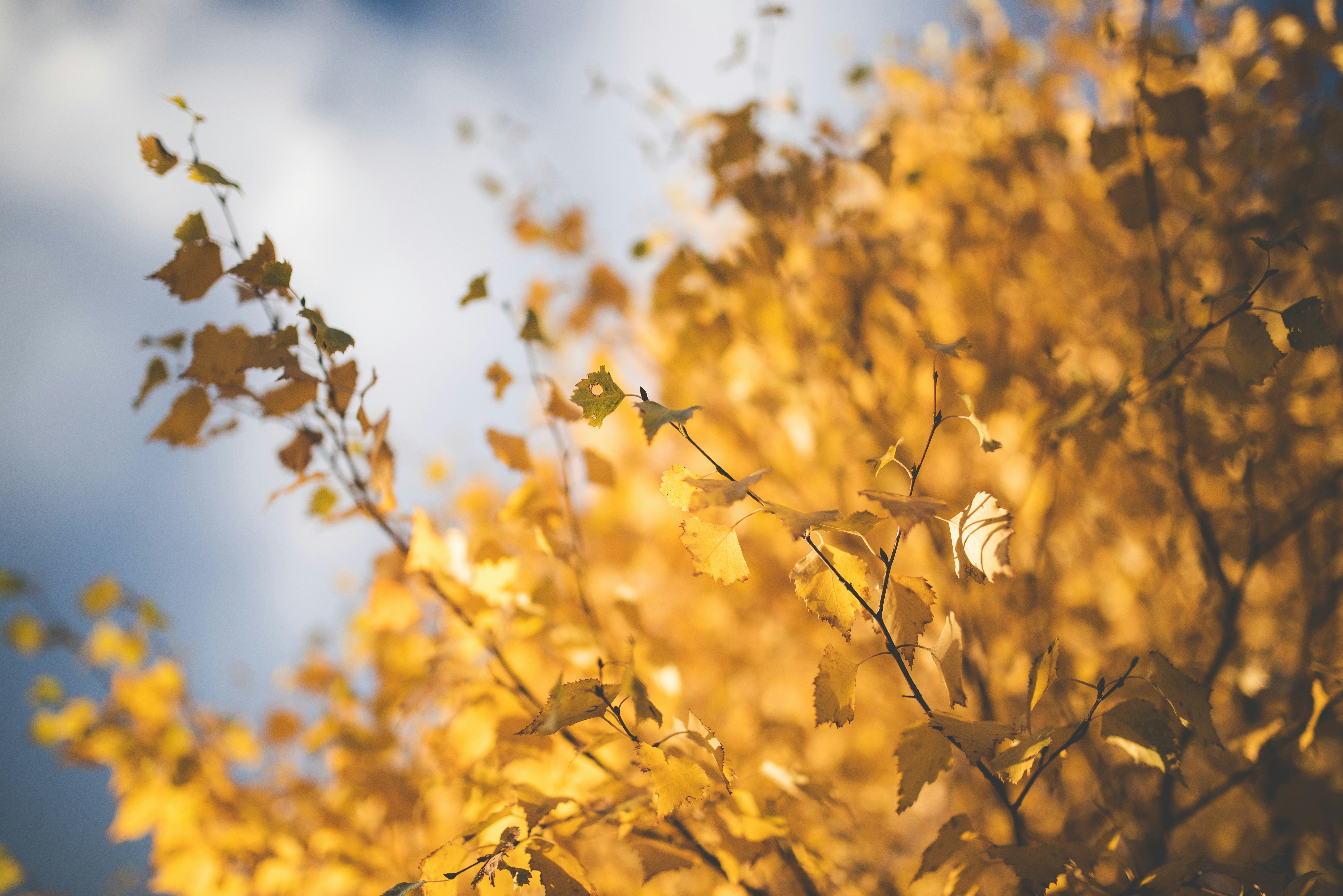 Photo by porkbellysteve