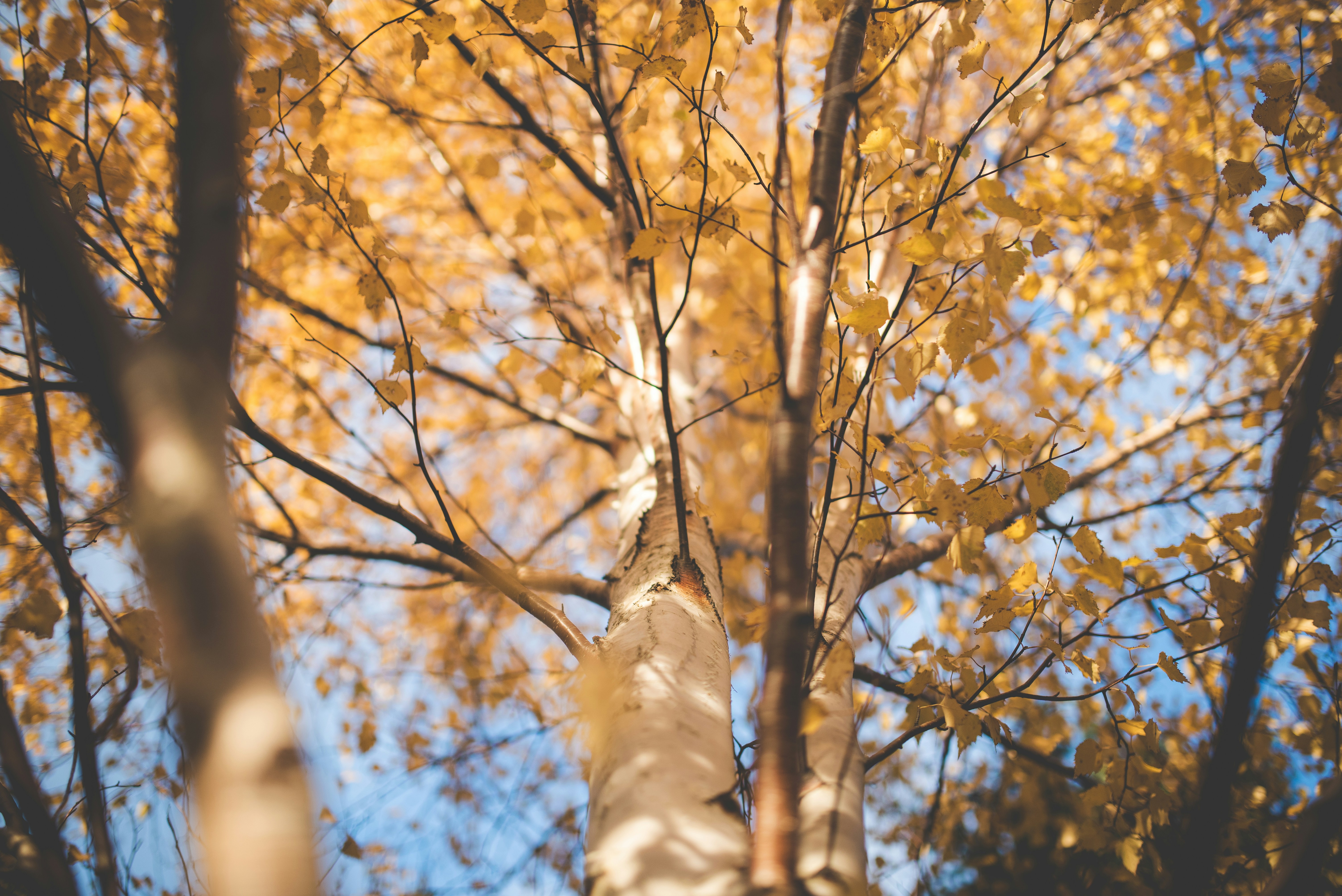 Photo by porkbellysteve