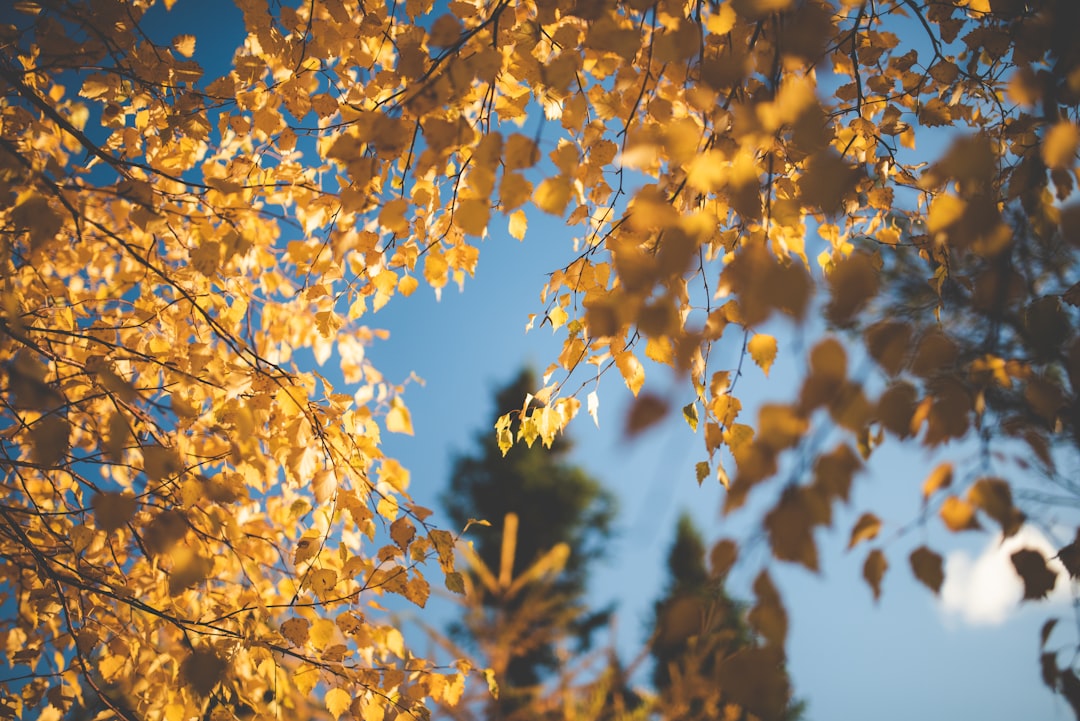 yellow leaves on brown tree during daytime
