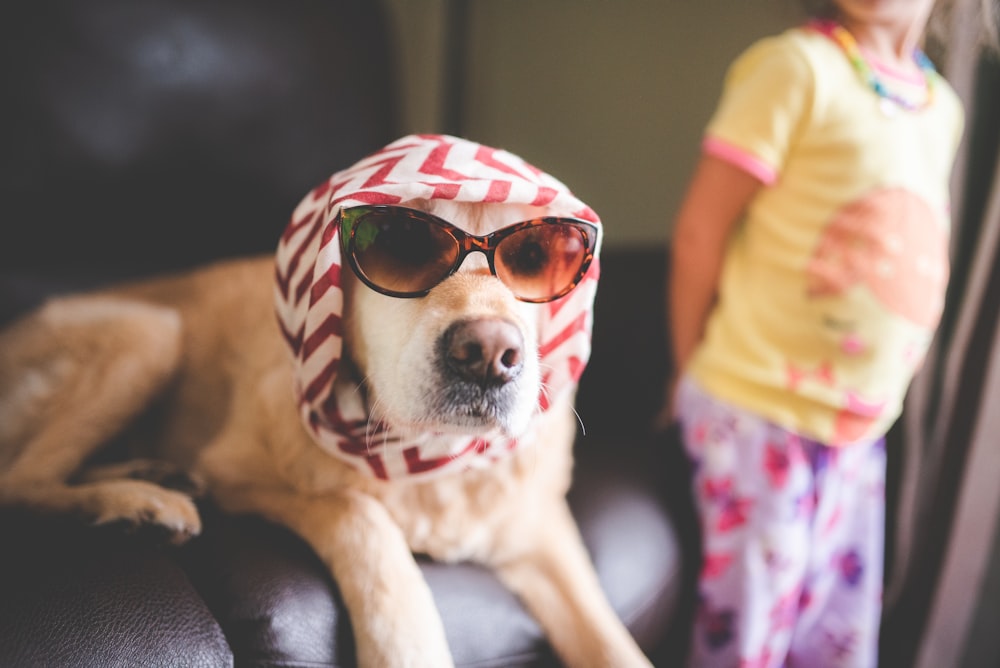 brown short coated dog wearing yellow shirt and red sunglasses