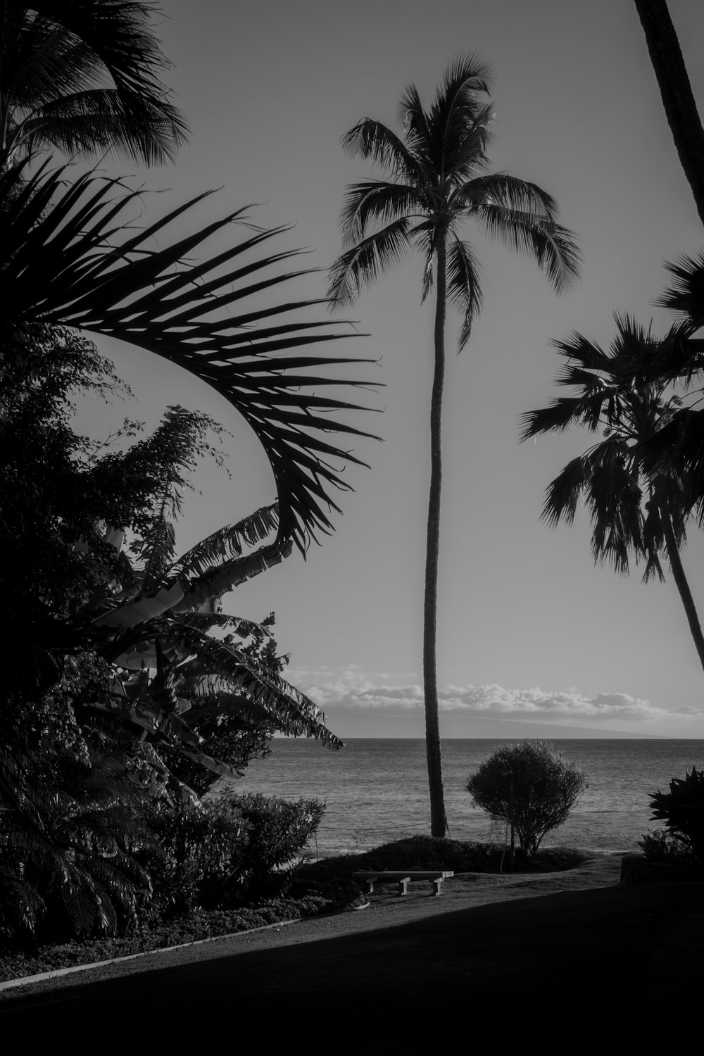 palm tree near body of water during daytime