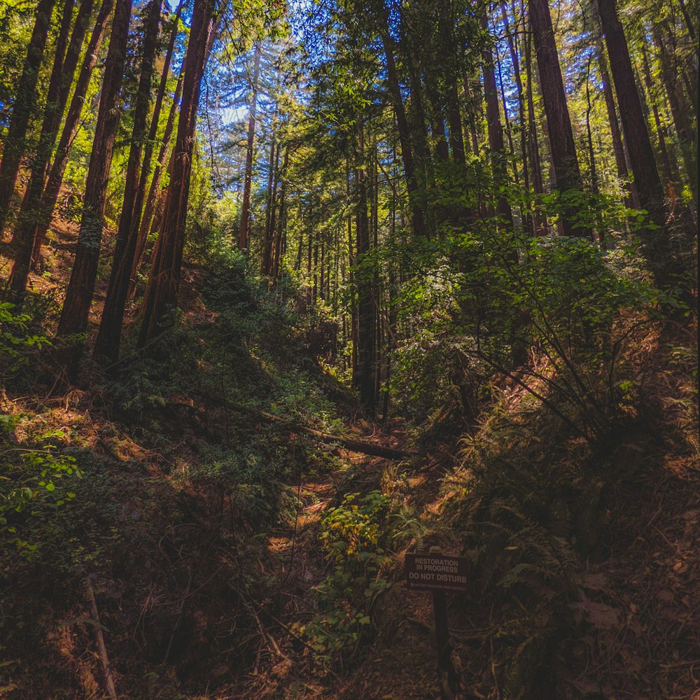 green trees and plants during daytime